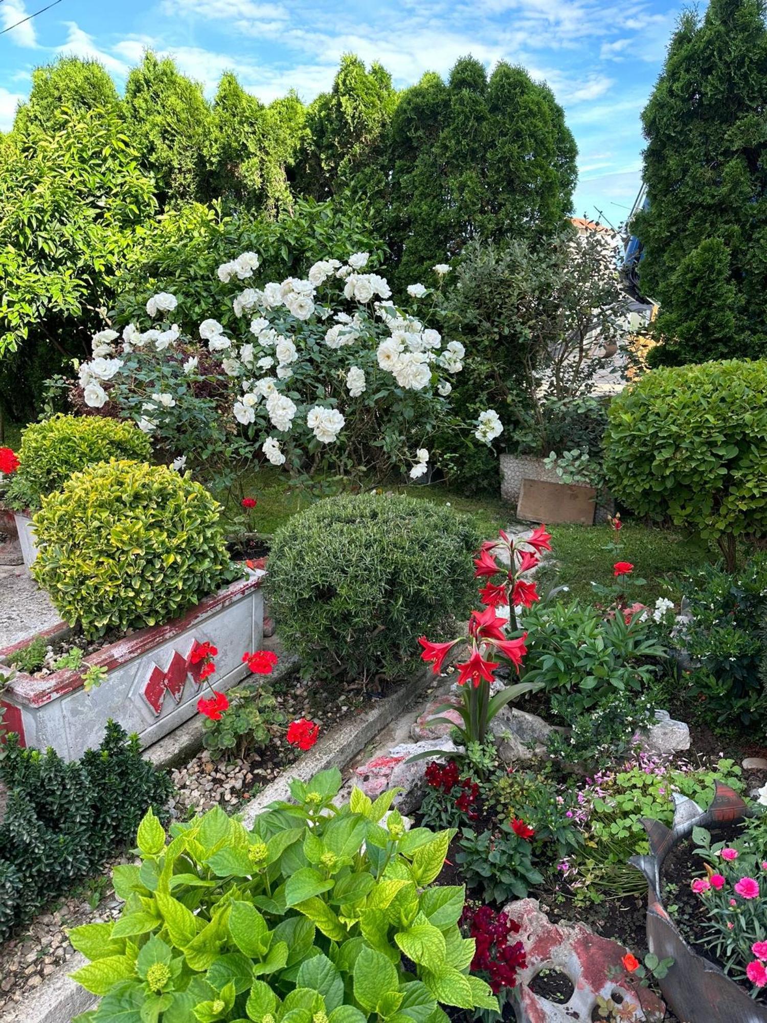 Green Oasis Apartment Kotor Luaran gambar